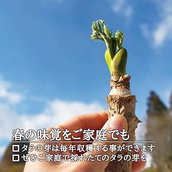 タラの木 12 cmポット苗 18 ポット 二年以上お世話した苗 タラの木 12 cmポット苗 18 ポット 二年以上お世話した苗
